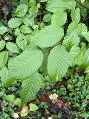 Carpinus