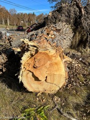 Populus × canescens