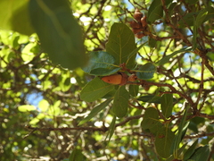 Quercus parvula