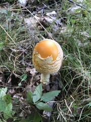 Amanita crocea