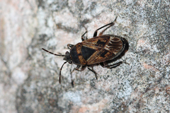 Trapezonotus desertus