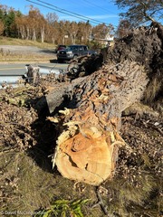 Populus × canescens