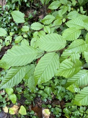 Carpinus