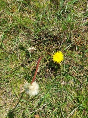 Taraxacum officinale