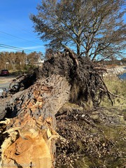 Populus × canescens