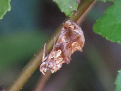 Plusiodonta compressipalpis