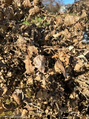 Populus × canescens