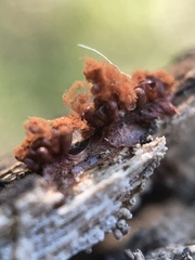 Metatrichia vesparium