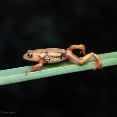 Raorchestes resplendens
