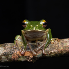 Rhacophorus pseudomalabaricus