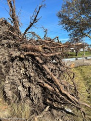 Populus × canescens