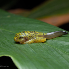 Rhacophorus pseudomalabaricus