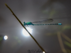 Pseudagrion decorum
