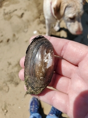 Utterbackia imbecillis