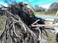 Populus × canescens