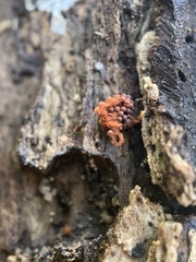 Metatrichia vesparium