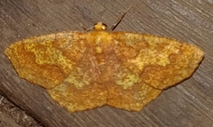 Periclina