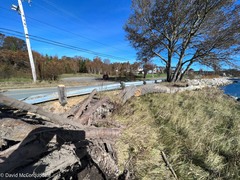 Populus × canescens