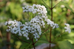 Ageratina aromatica