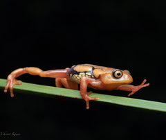 Raorchestes resplendens