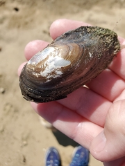 Utterbackia imbecillis