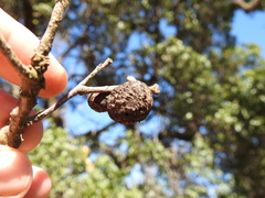 Amphibolips quercuspomiformis