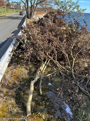 Populus × canescens