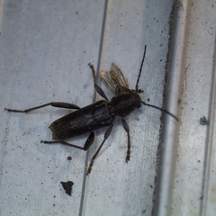 Xylotrechus sagittatus