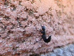 Ocypus olens