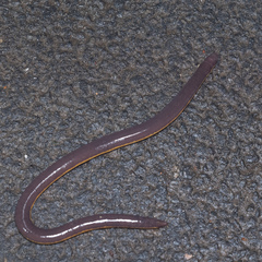 Ichthyophis tricolor