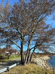 Populus × canescens