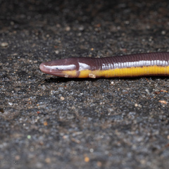 Ichthyophis tricolor