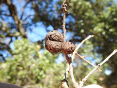 Amphibolips quercuspomiformis