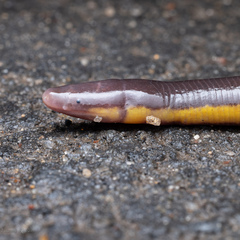 Ichthyophis tricolor