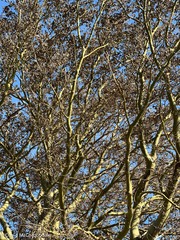 Populus × canescens