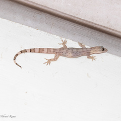Dravidogecko janakiae