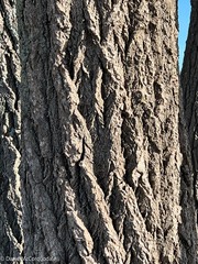 Populus × canescens