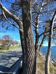 Populus × canescens