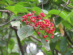 Viburnum dilatatum