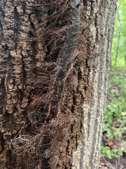 Cryphonectria parasitica