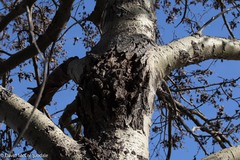 Populus × canescens