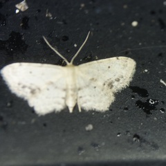 Idaea dimidiata