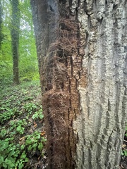 Cryphonectria parasitica