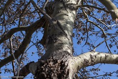 Populus × canescens