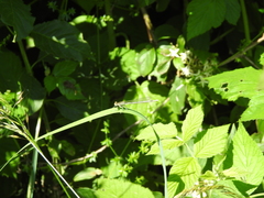 Enallagma cyathigerum