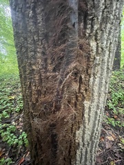 Cryphonectria parasitica