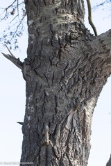 Populus × canescens