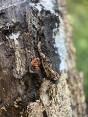 Metatrichia vesparium