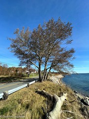 Populus × canescens