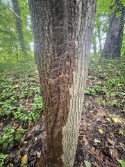 Cryphonectria parasitica